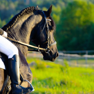 Riding on the blach friesian horse in the sunset