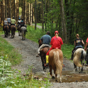 A group on a horse ride in an forest inthe Belgian Ardennes