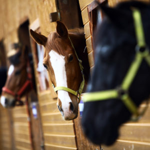 Color shot of some horses in a stable
